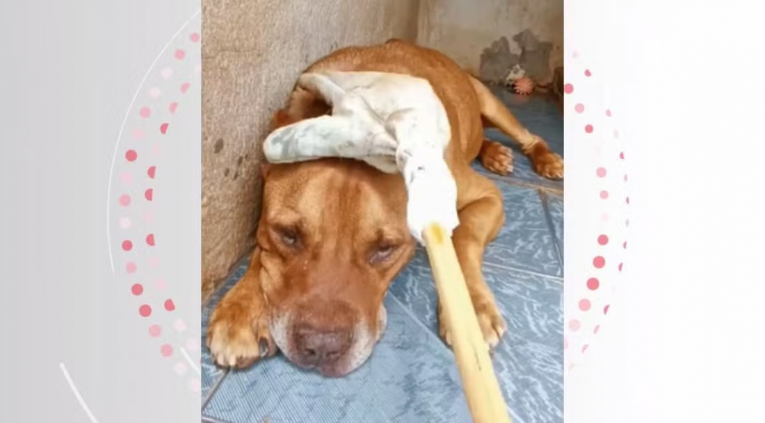 'Mão adaptada' ajuda a acalmar pitbull idoso resgatado no PR