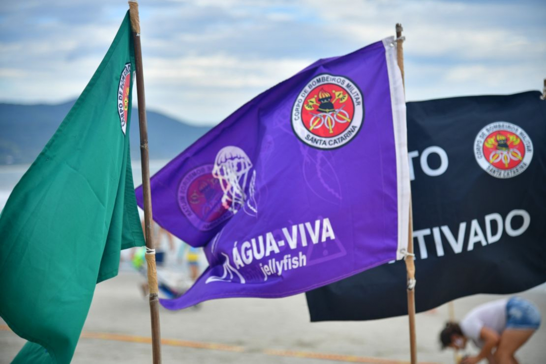 Em sete dias, SC tem quase 3 mil ocorrências relacionadas a águas-vivas