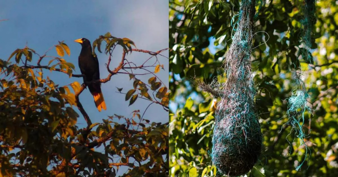 Aves amazônicas passam a fazer ninhos com plástico de poluição