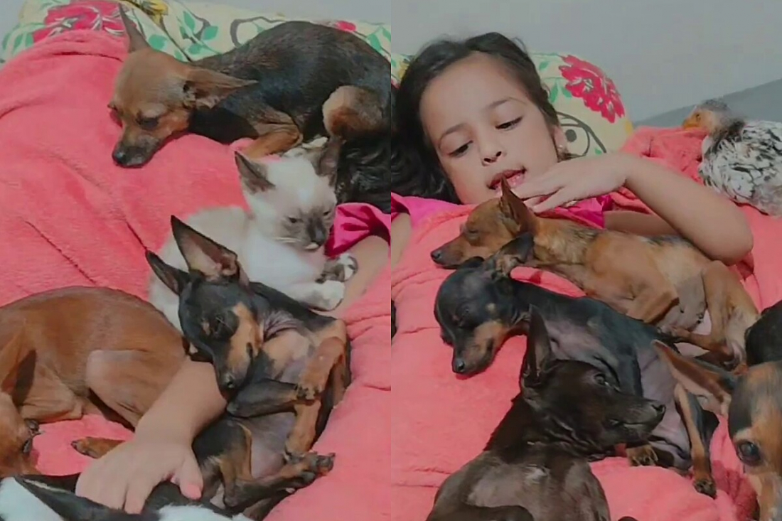 (Vídeo) Acreana de 5 anos viraliza ao 'encantar' pinschers, porco, galinha, gato e fazerem dormirem juntos