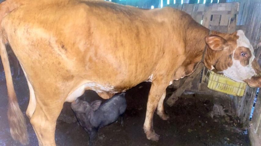 Vaca amamenta leitoa em Santa Rosa de Lima e surpreende moradores