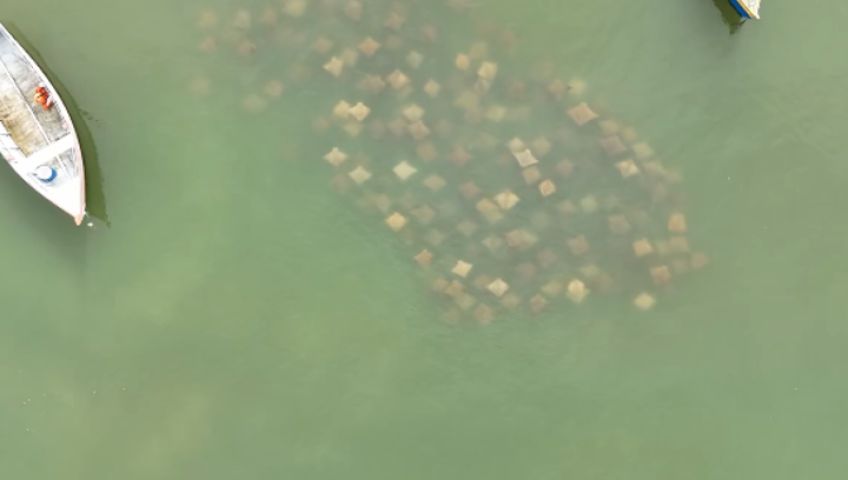 (Vídeo) Cardume com dezenas de raias nada entre barcos em praia de SC