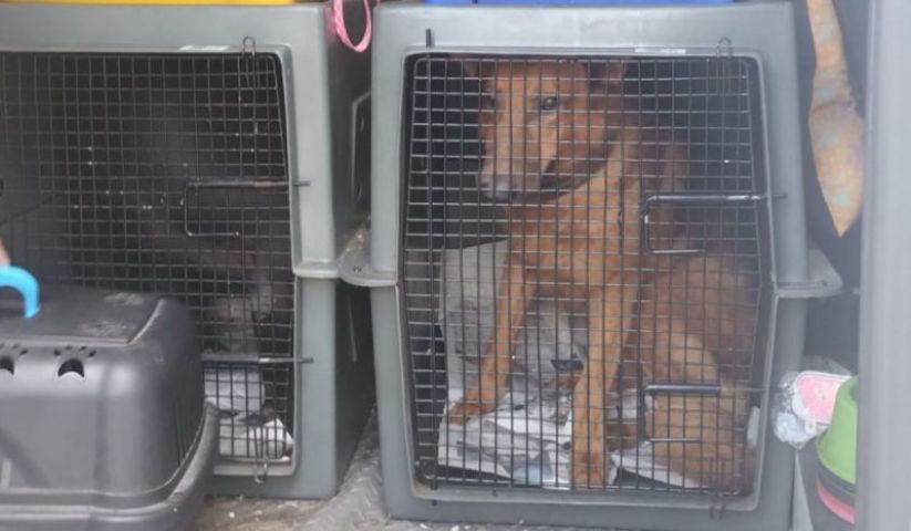 Família denuncia negligência após morte de três cães durante transporte para Santa Catarina