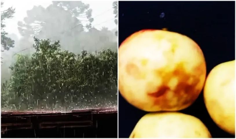 (VÍDEO) Granizo atinge pomares de maçã em São Joaquim e causa prejuízos