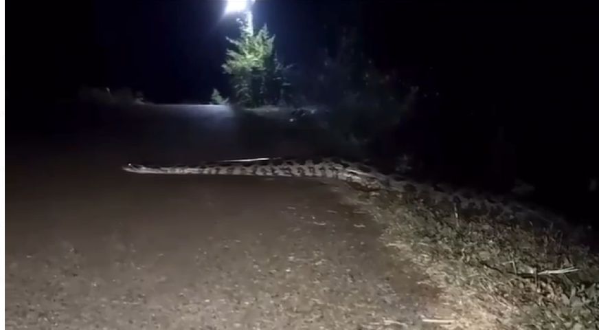 Vídeo de 'sucuri' em bairro de Tubarão circulando em grupos é falso, aponta biólogo