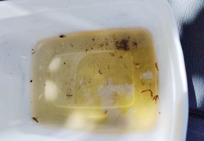 Tubarão registra aumento alarmante de focos do Aedes aegypti em uma semana