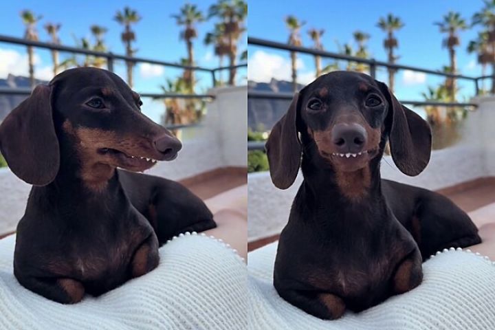 (VÍDEO) Dachshund sorridente vira sensação na web com charme único