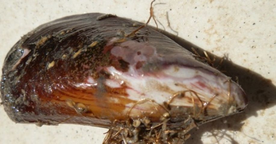 Coleta de moluscos revela contaminação em Itapirubá Sul