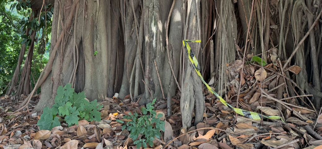 Corpo de homem é encontrado entre árvores na Beira-Rio em Tubarão 