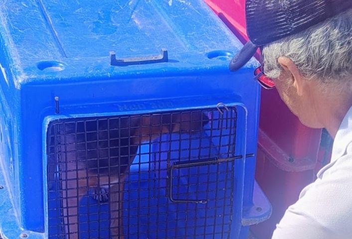 Braço do Norte abre cadastro para castração gratuita de cães e gatos