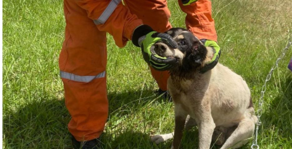 'Doguinho' fica preso embaixo de rampa de garagem e Bombeiros Voluntários auxiliam resgate em Jaguaruna
