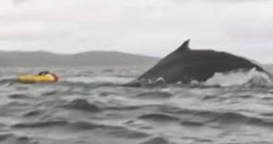 (Vídeo) Jovem sobrevivente após ser engolido por baleia compartilha experiência: 'Me senti como Pinóquio'