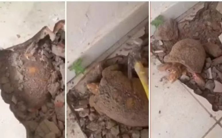 Brasil: jabuti é encontrado debaixo de piso após dez anos