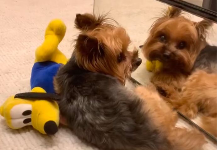 VÍDEO:Cãozinho Derinho protege seu ursinho de pelúcia e diverte a web