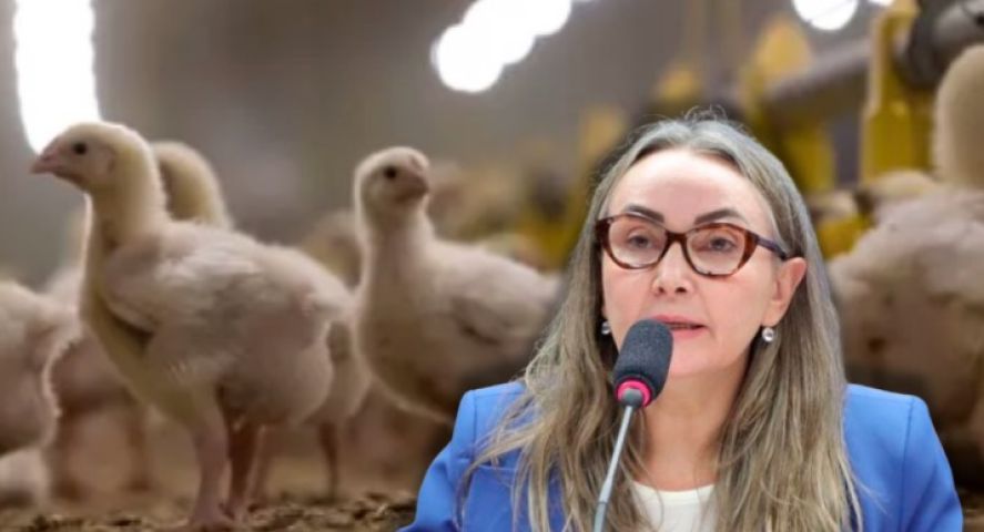 Deputada Daniela Reinehr propõe sustar portaria do governo federal que afeta setor de produção de aves e ovos