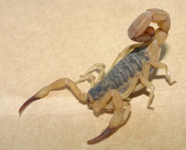 Ameaça silenciosa: numero de escorpiões aumentam na região de Tubarão e espécie perigosa está se espalhando