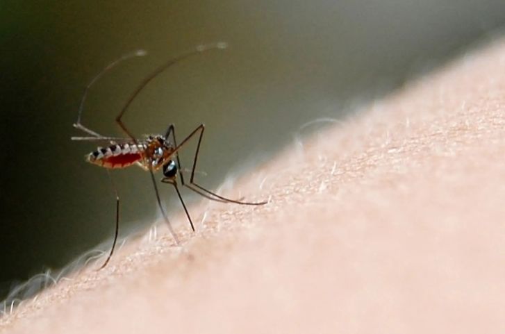 Tubarão ultrapassa 100 focos do mosquito da dengue somente em 2025, Oficinas é o bairro com mais registros