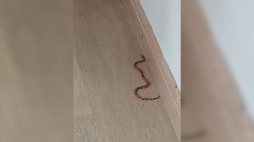 Sofá de casa em SC vira ninho com filhotes de cobra supervenenosa e 8 são encontrados