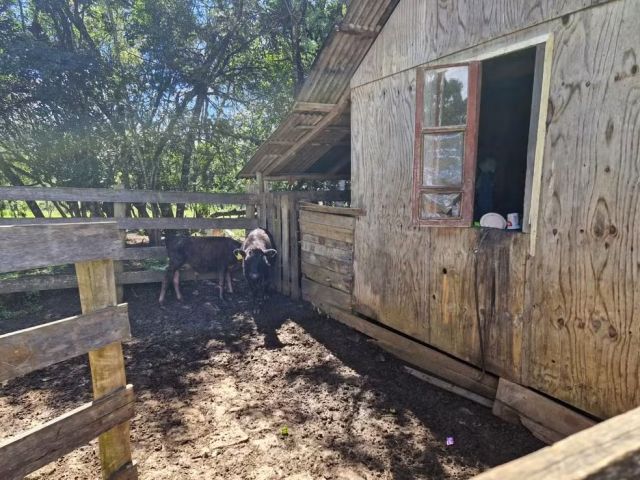 Em SC: irmãos em situação de trabalho escravo dormiam entre animais e eram 'pagos' com cachaça 