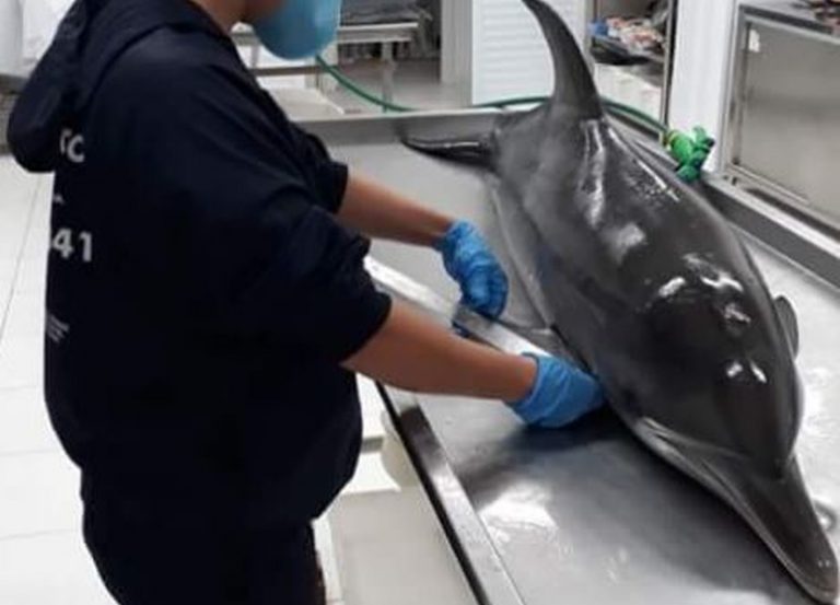 Golfinho juvenil é achado morto em praia de Imbituba