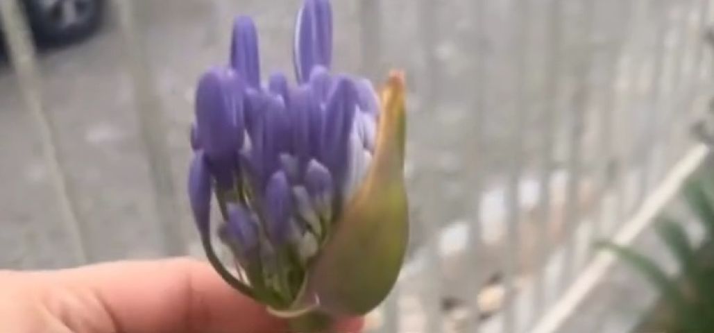 (VÍDEO) Após meses de espera para desabrochar, moça quebra flor acidentalmente e viraliza nas redes