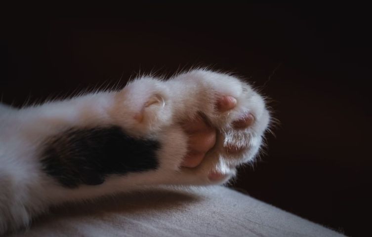 Em SC: Homem é preso por torturar gatos e induzir criança de 3 anos a participar em SC