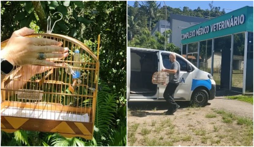 (Vídeo) 29 aves silvestres são devolvidas à natureza pelo Ceptas da UniSul em ação de reabilitação ambiental