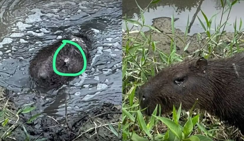 Capivara é encontrada ferida e com arpão fincado nas costas em SC