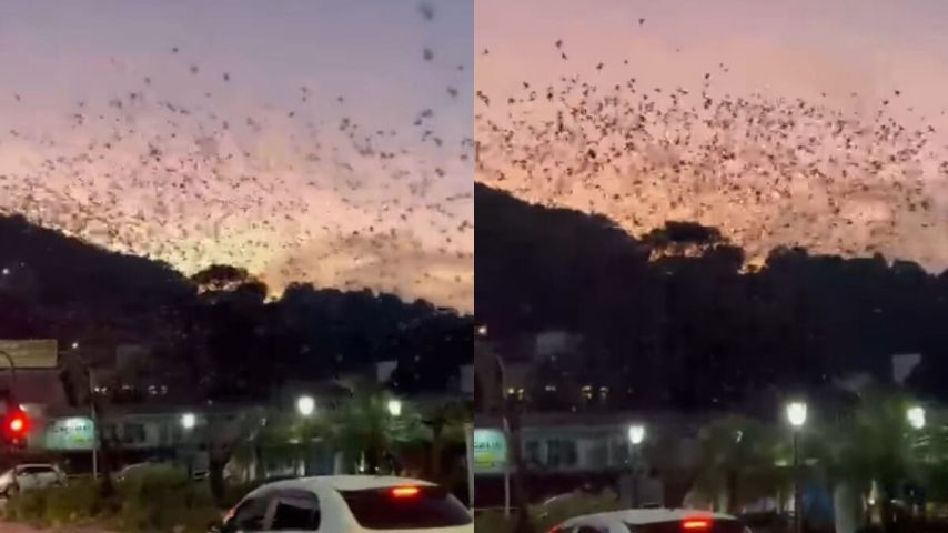 (Vídeo) Cidade de SC vive comoção após corte de árvores que abrigavam dezenas de pássaros