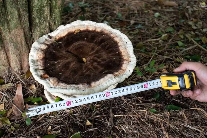 Cogumelo raro gigante é encontrado por pesquisador na UFSC