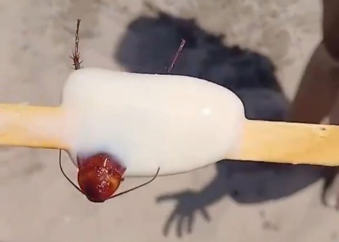 No RJ: banhista encontra barata em picolé após ter comido metade