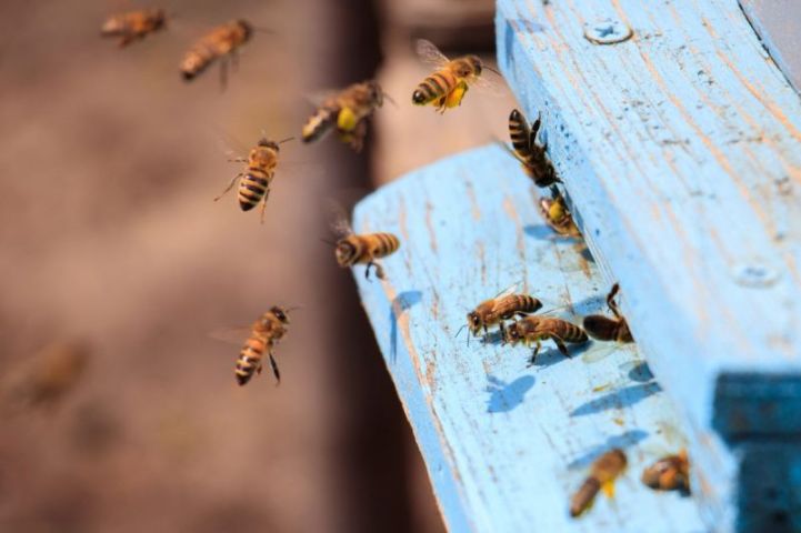 Ataque de abelhas fere 25 pessoas no interior de Santa Catarina