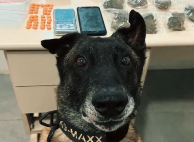 Após apreensão com apoio do K9 Maxx, casal é preso com mais de 2 Kg de drogas em residência no bairro Oficinas