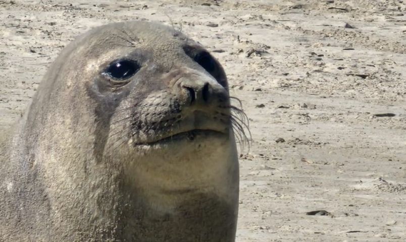 (Vídeo) Elefante-marinho descansa em meio a banhistas na Praia do Mar Grosso, em Laguna