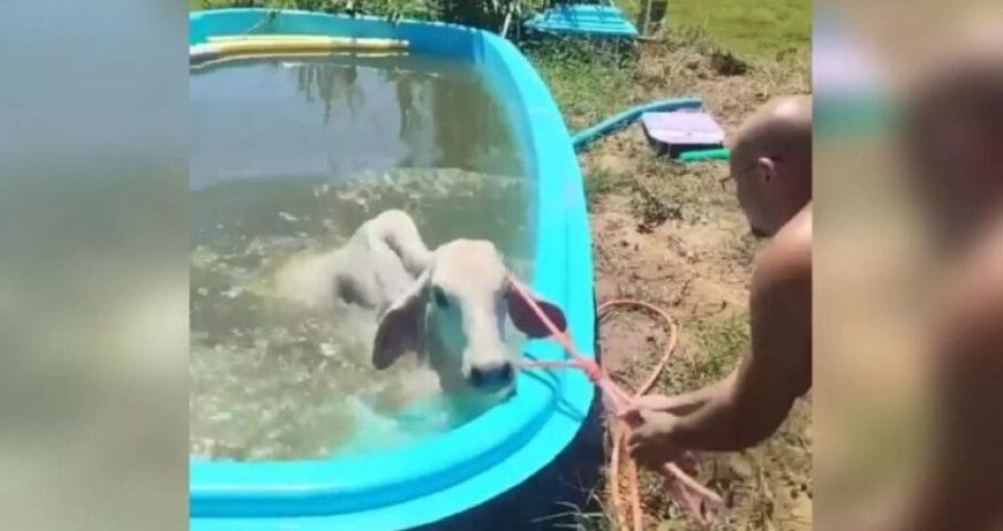 (Vídeo) Vaca pula em piscina para se refrescar em dia de temperaturas escaldantes em SC