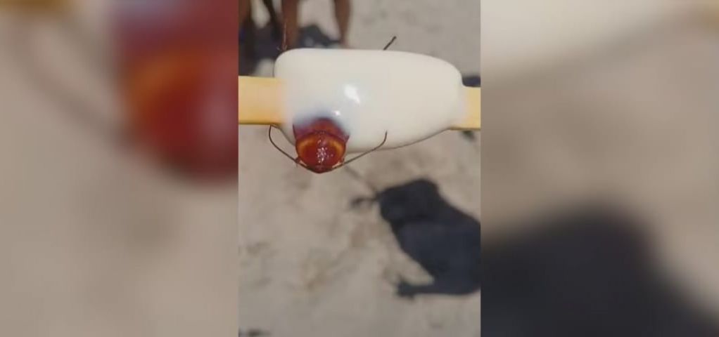 Brasil: fábrica de picolés é fechada após cliente encontrar barata em produto