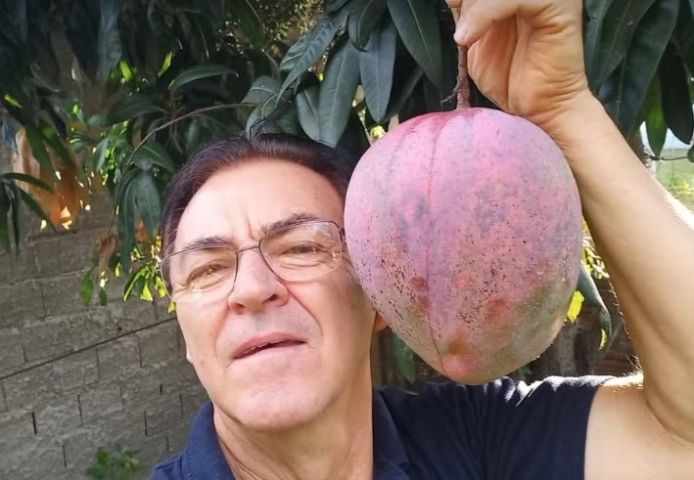 Em SC: Mangas gigantes de até 2,5 kg e seis vezes maiores que o normal surpreendem produtor