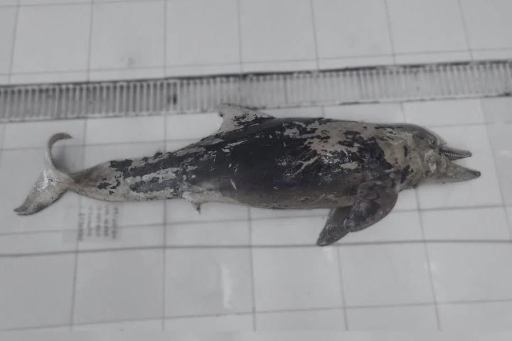 Boto-pescador é encontrado morto em Laguna em avançado estado de decomposição