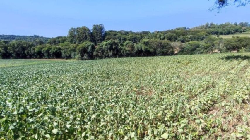 SC tem 16 cidades em situação de seca e seis rios em estiagem; veja os alimentos afetados 