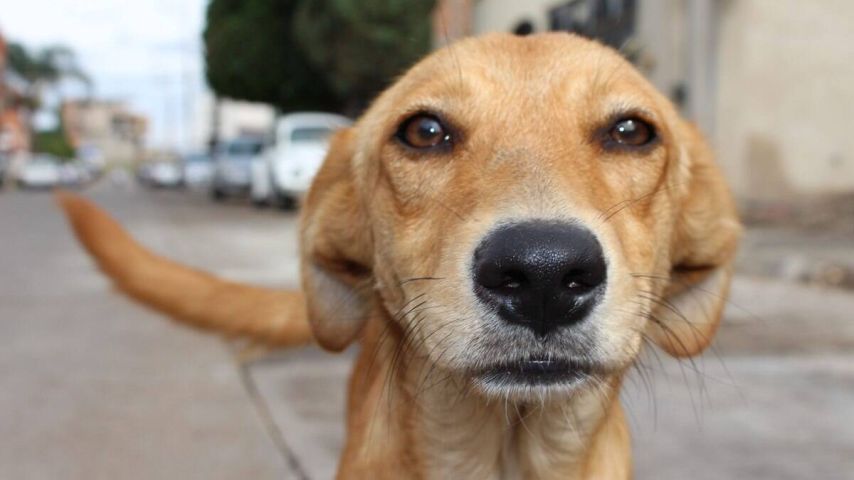 Campanha da Pedigree quer tornar o 'vira-lata caramelo' uma raça oficialmente brasileira