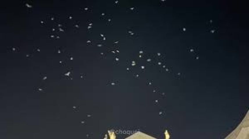 (Vídeo) Após velório de Papa, revoada de pombas brancas toma conta do céu no Vaticano