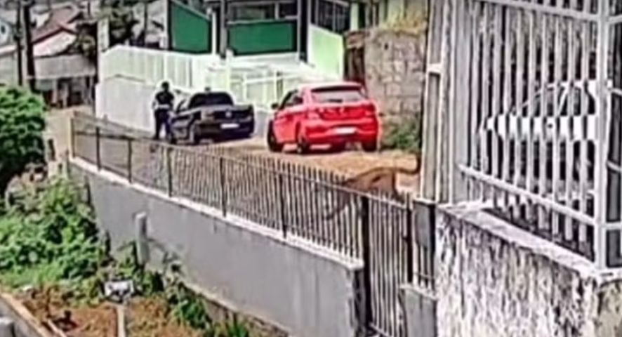 (Vídeo) Morador fica frente a frente com onça-parda no meio da rua em SC
