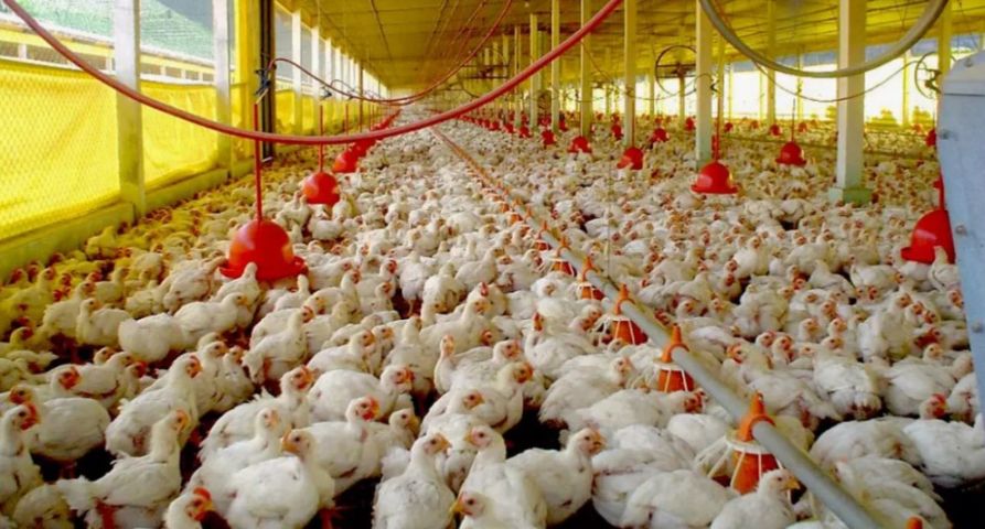 Suspensão das exportações de frango do Brasil já ultrapassa 30 países