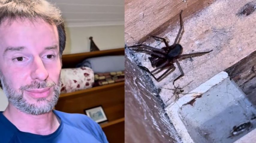 (Vídeo) Ninho de aranha peçonhenta é encontrado em quarto de hotel por biólogo de SC