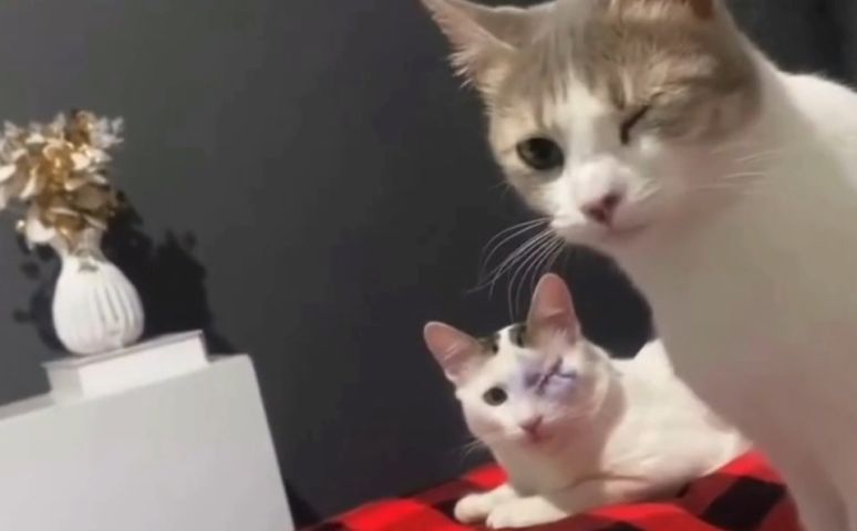 (VÍDEO) Gato 'imita' irmão com olho operado em vídeo que viraliza