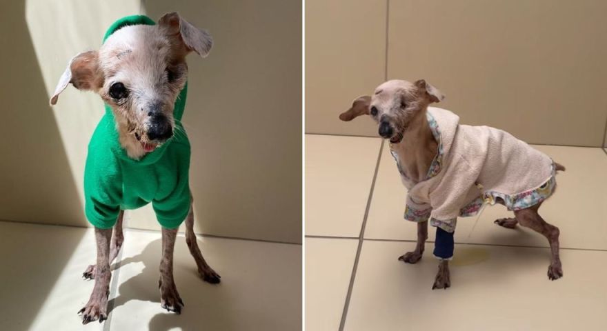 (Vídeo) Morre Pingo, o 'cachorro fóssil' de 21 anos que viralizou nas redes sociais