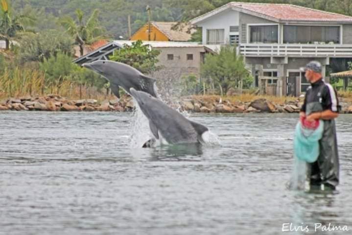 Laguna celebra sete anos do reconhecimento da pesca com auxílio dos botos como patrimônio cultural