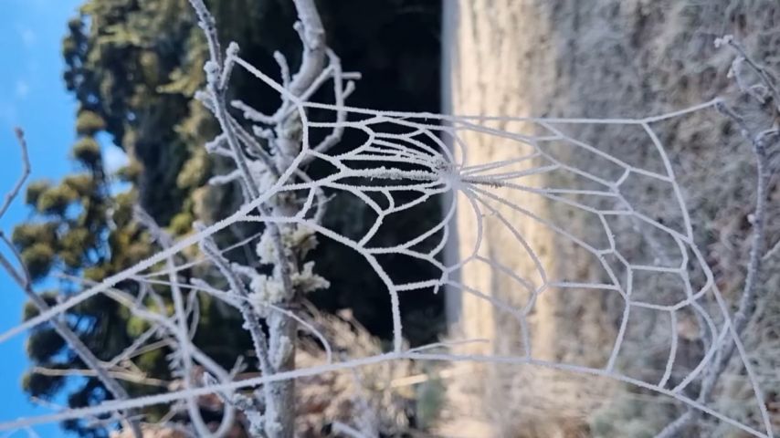(VÍDEO) Teia de aranha congelada na Serra Gaúcha surpreende pela beleza e frio extremo