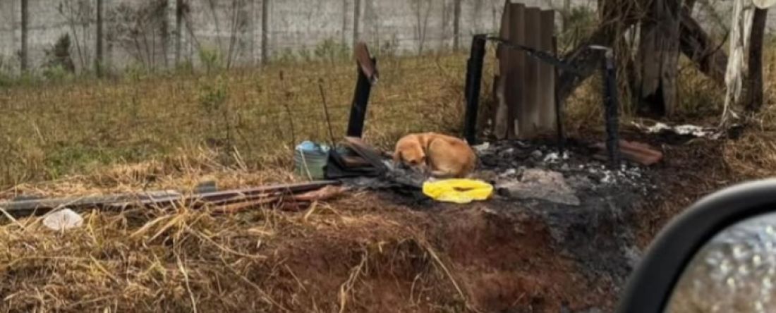 Abrigo de cães é incendiado em Curitiba e comoção cresce com imagem de cadelinha sobre as cinzas