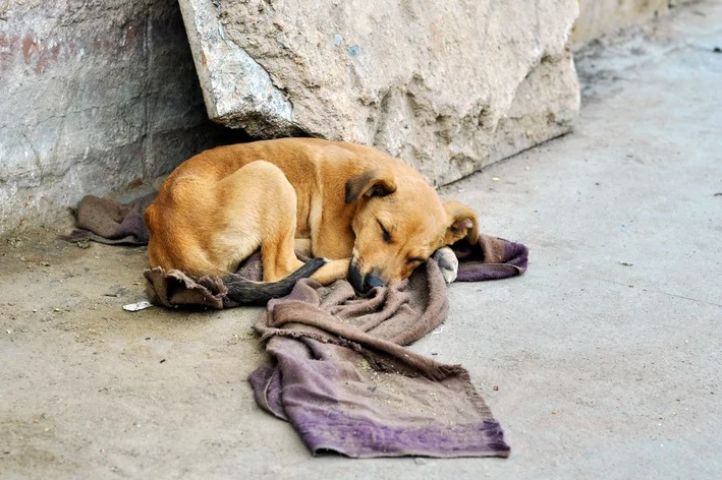 Imbituba investiga envenenamento de cães e pede ajuda da comunidade para identificar responsáveis